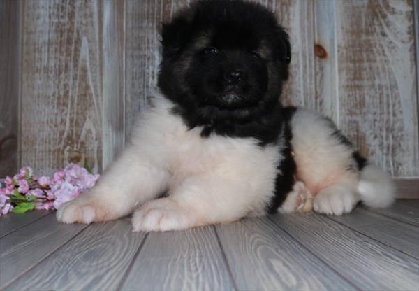 Akita-DOG-Male-Black / White-7364-Petland Fort Walton Beach, FL