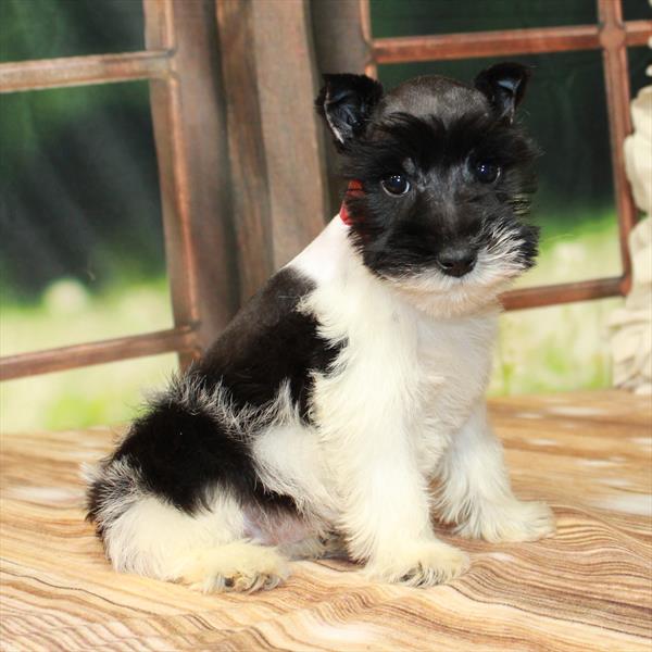 Mini Schnauzer-DOG-Female-White / Black-7373-Petland Fort Walton Beach, FL