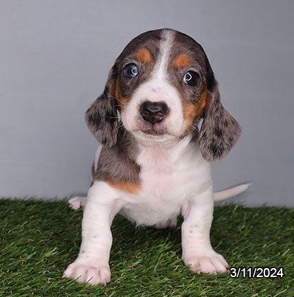 Dachshund-DOG-Female-Blue Dapple-7378-Petland Fort Walton Beach, FL