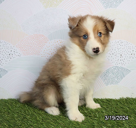 Shetland Sheepdog-DOG-Female-Red Merle-7379-Petland Fort Walton Beach, FL