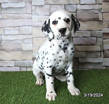 Dalmatian-DOG-Female-White / Black-7384-Petland Fort Walton Beach, FL