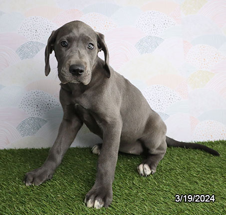 Great Dane-DOG-Female-Blue-7385-Petland Fort Walton Beach, FL