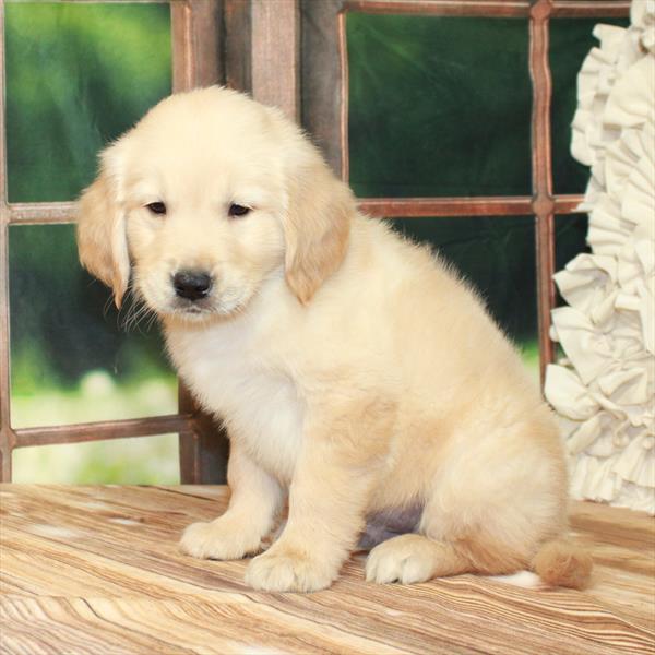 Golden Retriever-DOG-Male-Golden-7409-Petland Fort Walton Beach, FL