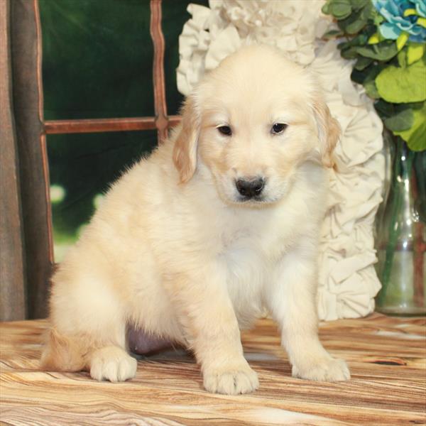 Golden Retriever-DOG-Female-Golden-7410-Petland Fort Walton Beach, FL