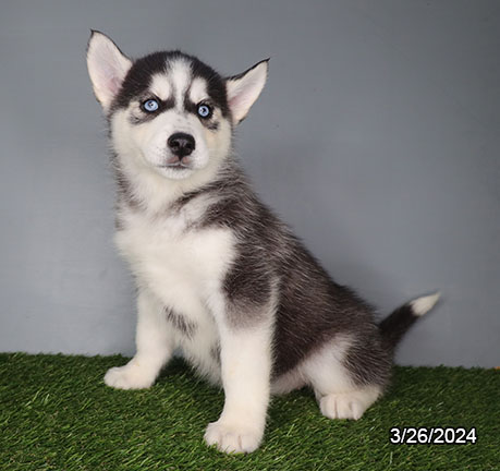 Siberian Husky-DOG-Female-Black / White-7413-Petland Fort Walton Beach, FL