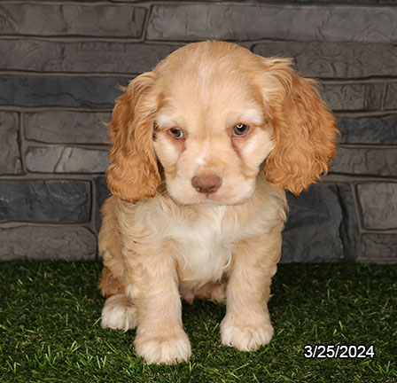 Cocker Spaniel-DOG-Male-Buff-7416-Petland Fort Walton Beach, FL