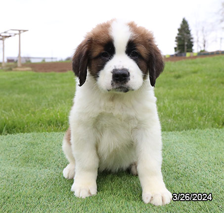 Saint Bernard-DOG-Female-Mahogany / White-7418-Petland Fort Walton Beach, FL