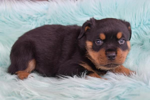 Rottweiler-DOG-Male-Black / Rust-7440-Petland Fort Walton Beach, FL