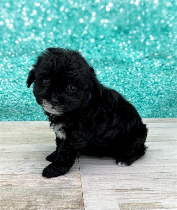 Poodle-DOG-Female-Black-7441-Petland Fort Walton Beach, FL