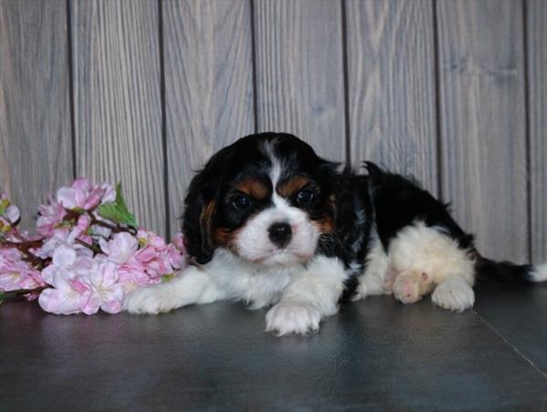 Cavalier King Charles Spaniel-DOG-Female-Tri-Colored-7442-Petland Fort Walton Beach, FL