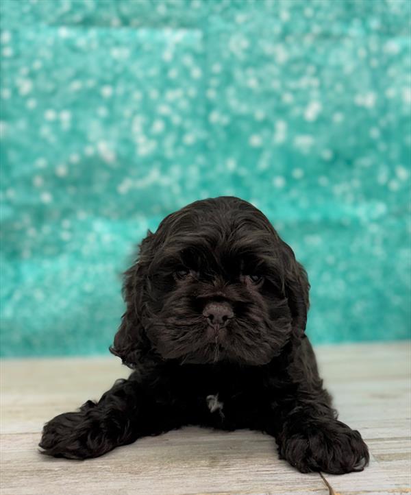 Cocker Spaniel-DOG-Male-Chocolate-7443-Petland Fort Walton Beach, FL