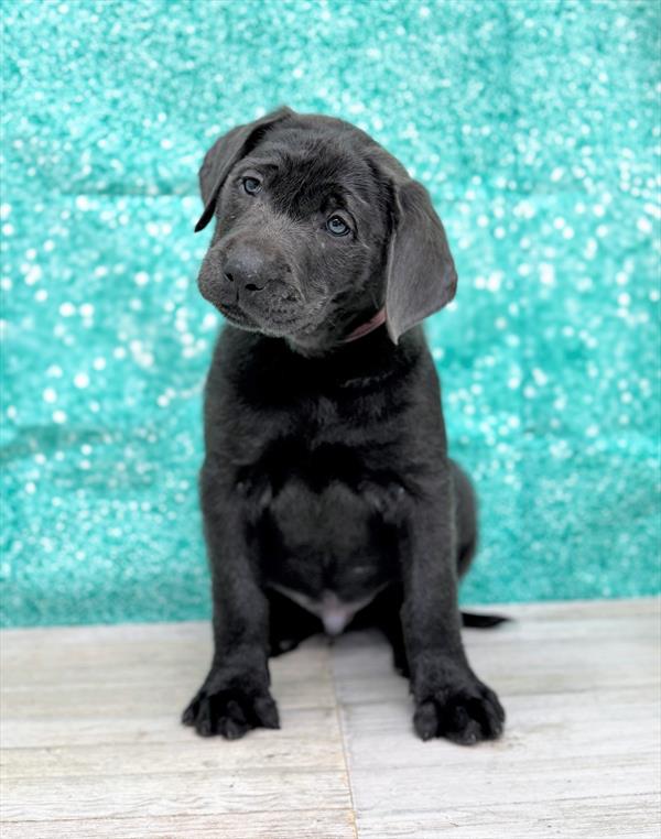 Labrador Retriever-DOG-Male-Charcoal-7448-Petland Fort Walton Beach, FL