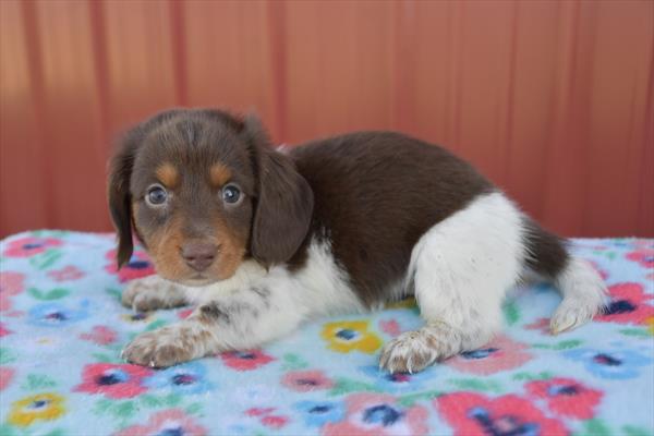 Dachshund-DOG-Male-Chocolate / White-7452-Petland Fort Walton Beach, FL