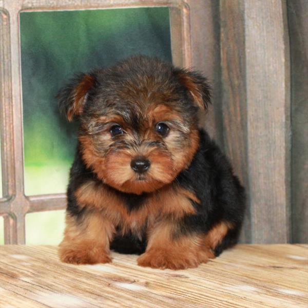 Yorkshire Terrier-DOG-Female-Black / Tan-7460-Petland Fort Walton Beach, FL