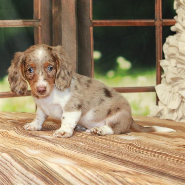 Dachshund-DOG-Male-Chocolate / Tan-7459-Petland Fort Walton Beach, FL