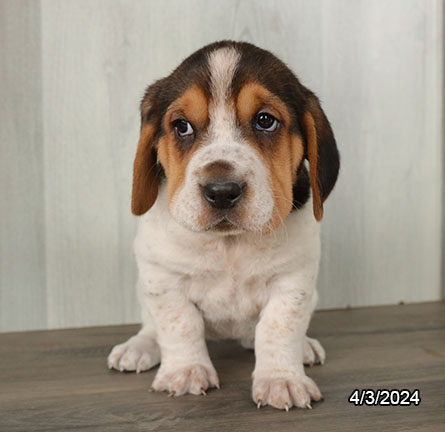 Walrus-DOG-Female-Black / White-7462-Petland Fort Walton Beach, FL