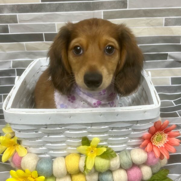 Dachshund-DOG-Female-Sable-7414-Petland Fort Walton Beach, FL