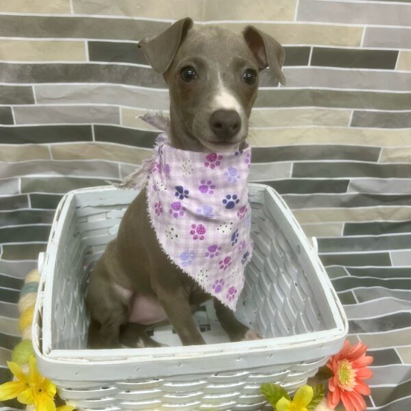 Italian Greyhound-DOG-Female-Blue-7444-Petland Fort Walton Beach, FL