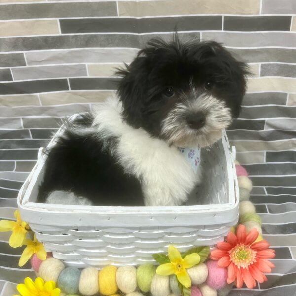 Havanese-DOG-Male-Black / White-7449-Petland Fort Walton Beach, FL