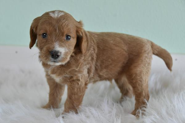 Mini Goldendoodle-DOG-Male-Light Red-7485-Petland Fort Walton Beach, FL