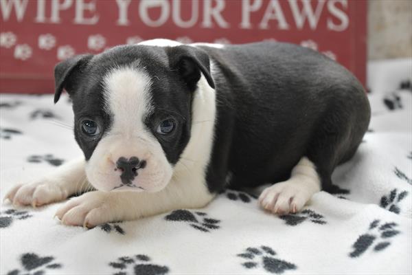 Boston Terrier-DOG-Female-Black / White Panda-7486-Petland Fort Walton Beach, FL