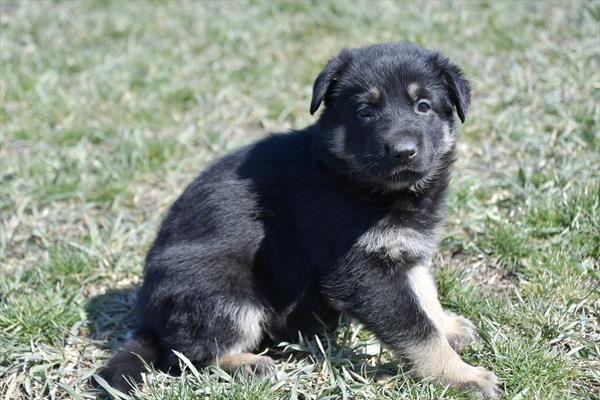 German Shepherd-DOG-Female-Black / Tan-7489-Petland Fort Walton Beach, FL