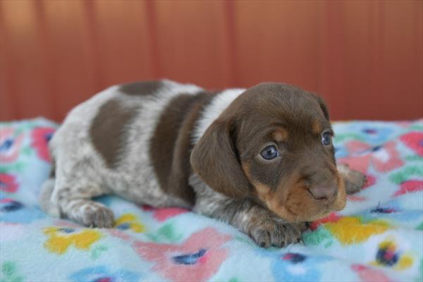 Dachshund-DOG-Female-Chocolate / White-7508-Petland Fort Walton Beach, FL