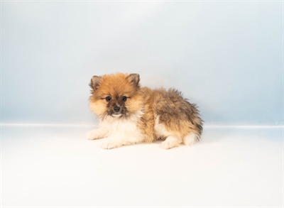 Pomeranian-DOG-Male-Orange Sable-8787-Petland Fort Walton Beach, FL