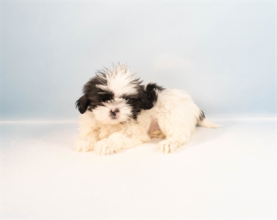 Lhasa Apso-DOG-Male-Golden-8821-Petland Fort Walton Beach, FL