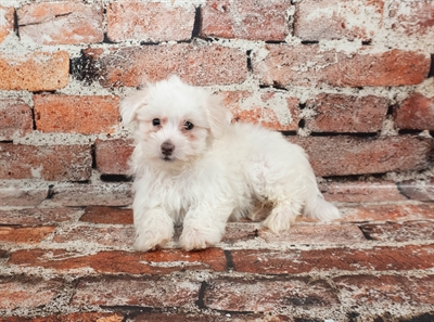 Coton De Tulear-DOG-Male-White-8839-Petland Fort Walton Beach, FL