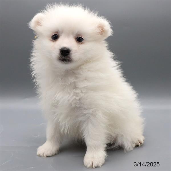 American Eskimo Dog-DOG-Male-White-8889-Petland Fort Walton Beach, FL