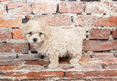 Bichon-Poodle-DOG-Male-Cream-8949-Petland Fort Walton Beach, FL