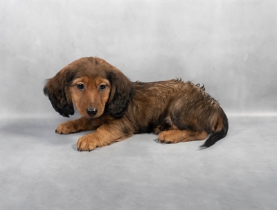 Dachshund-DOG-Male-Red-8970-Petland Fort Walton Beach, FL