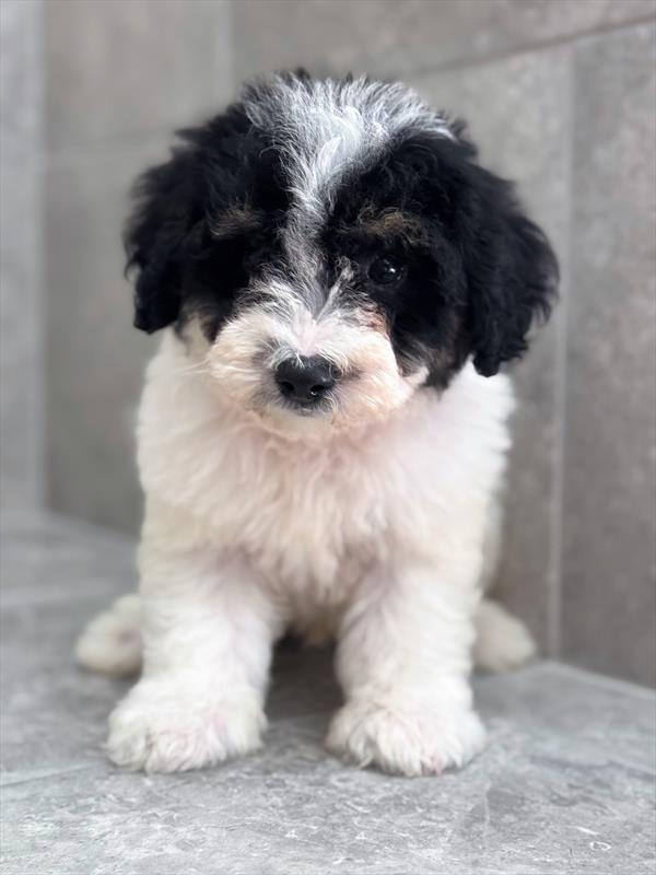 Schnoodle-DOG-Male-Black / Tan-8989-Petland Fort Walton Beach, FL
