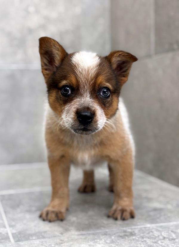 Australian Cattle Dog-DOG-Male-Red-8990-Petland Fort Walton Beach, FL