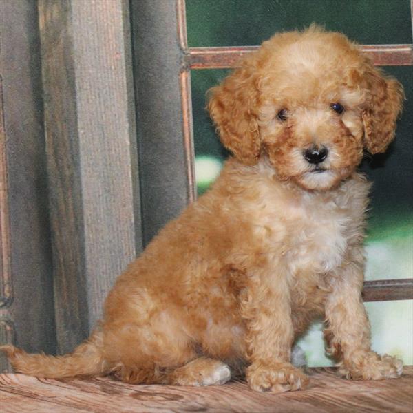 Goldendoodle Mini 2nd Gen-DOG-Female-Dark Golden-8992-Petland Fort Walton Beach, FL