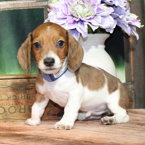 Dachshund-DOG-Male-Red-8991-Petland Fort Walton Beach, FL