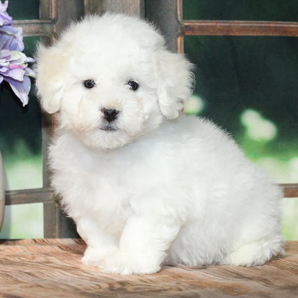 Bichon Frise-DOG-Male-White-8993-Petland Fort Walton Beach, FL