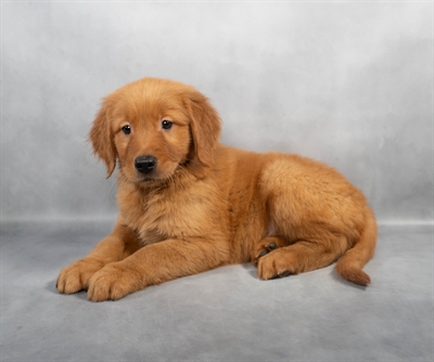 Golden Retriever-DOG-Male-Dark Golden-8998-Petland Fort Walton Beach, FL