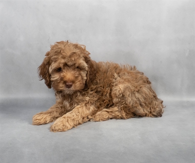 Cockapoo-DOG-Female-Café-8997-Petland Fort Walton Beach, FL
