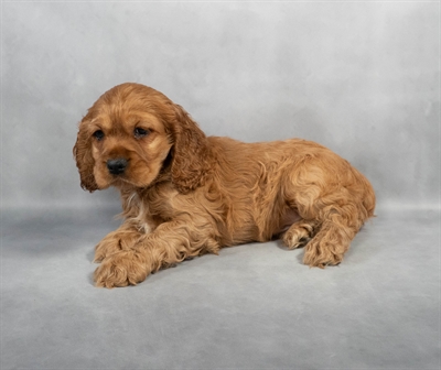 Cocker Spaniel-DOG-Male-Red-8999-Petland Fort Walton Beach, FL
