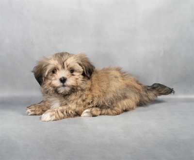 Havanese-DOG-Female-Gold-9001-Petland Fort Walton Beach, FL