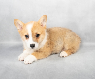 Pembroke Welsh Corgi-DOG-Female-Red-9002-Petland Fort Walton Beach, FL