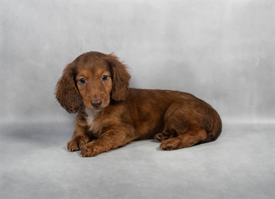 Dachshund-DOG-Male-Chocolate-9004-Petland Fort Walton Beach, FL