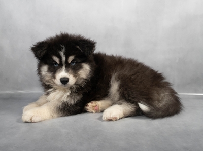 Siberian Husky-DOG-Female-Black Tan and White-9005-Petland Fort Walton Beach, FL