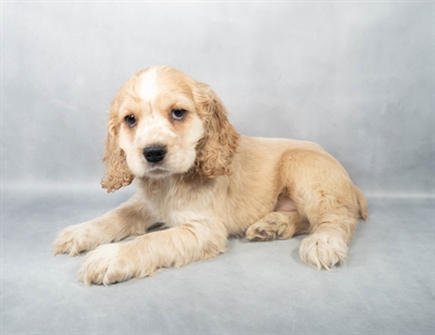 Cocker Spaniel-DOG-Male-Buff-9020-Petland Fort Walton Beach, FL