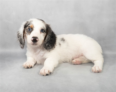 Dachshund-DOG-Male-Black and Silver Dapple-9021-Petland Fort Walton Beach, FL