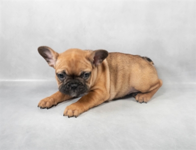 French Bulldog-DOG-Female-Red-9022-Petland Fort Walton Beach, FL