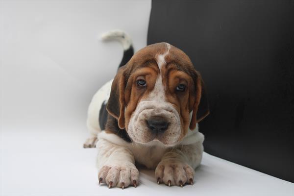 Walrus-DOG-Male-Black / White-9026-Petland Fort Walton Beach, FL