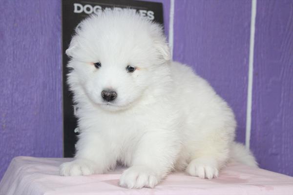 Samoyed-DOG-Male-White-9027-Petland Fort Walton Beach, FL